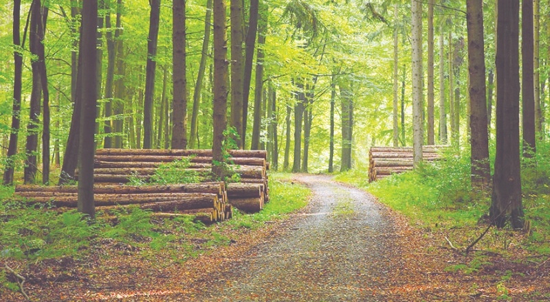 4 bin bebek adına 4 bin fidan ile dünyanın ateşi düşürülecek