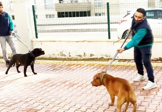 4 yaşındaki çocuğun tedavisi sürüyor