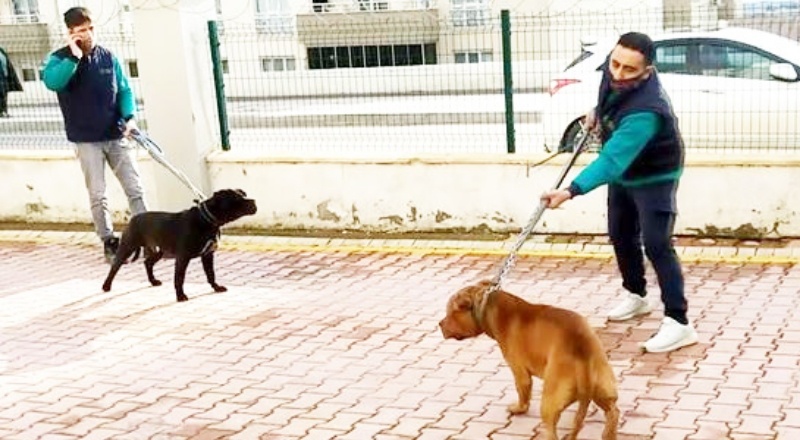 4 yaşındaki çocuğun tedavisi sürüyor