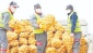 “40 bin ton patates ve 10 bin ton kuru soğan dağıttık”