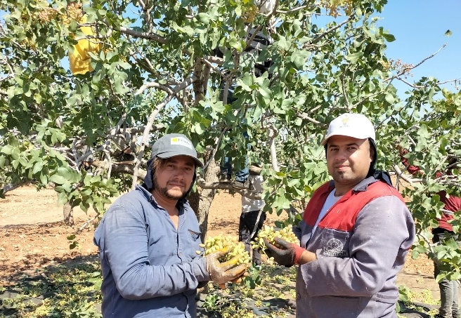 40 derece sıcağın altında yeşil altın hasadı