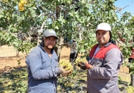 40 derece sıcağın altında yeşil altın hasadı