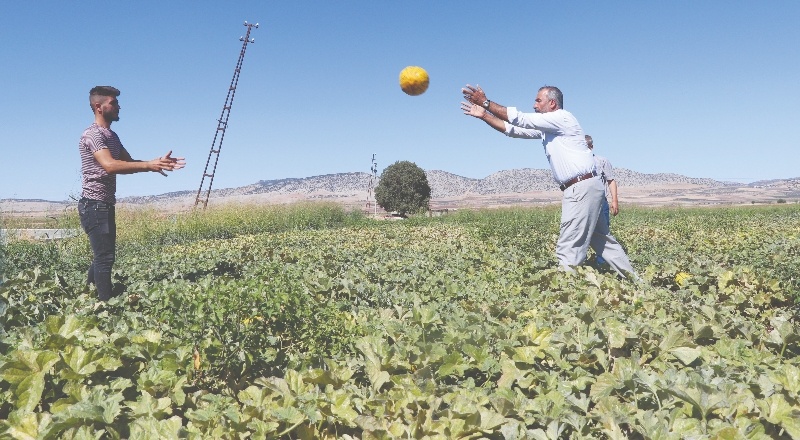 40 dönümde 120 ton rekolte bekliyor