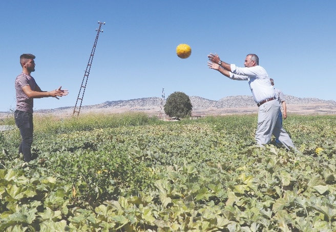 40 dönümde 120 ton rekolte bekliyor