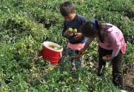 5-17 yaş arası 720 bin çocuk işçi var