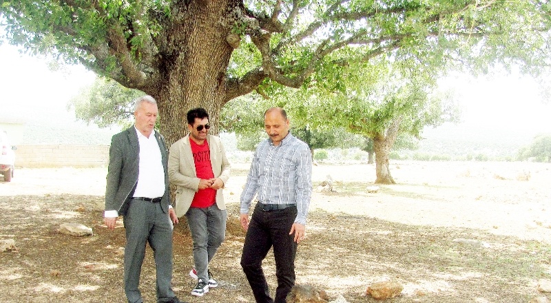 “5-6 asırlık meşe palamutları doğa turizmine kazandırılmalı”