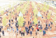 5 bin 80 dekarlık arazide gelir getirici 700 bin fidan dikildi
