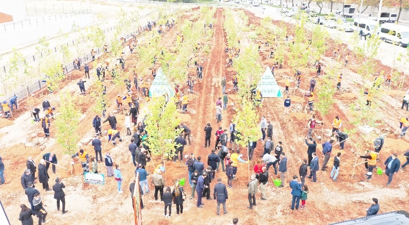5 bin 80 dekarlık arazide gelir getirici 700 bin fidan dikildi