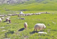 5. Zırhlı Tugay, neden 10 köyün mera alanına taşınmak isteniyor?