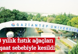 50 yıllık fıstık ağaçları inşaat sebebiyle kesildi