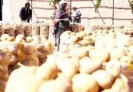 500 bin ton patates çürümek üzere