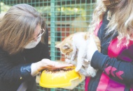 6 bin sokak hayvanının bakımı üstlenildi, 2 bini sahiplendirildi