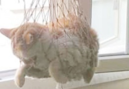 6. Katta mahsur kalan kedi kurtarıldı