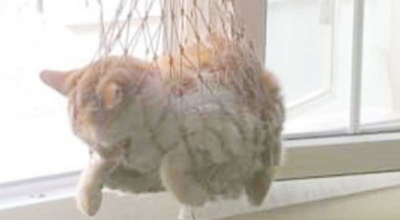 6. Katta mahsur kalan kedi kurtarıldı