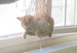 6. Katta mahsur kalan kedi kurtarıldı