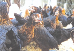 60 bin canlı tavuk dağıtıldı