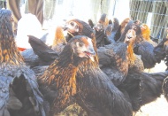 60 bin canlı tavuk dağıtıldı