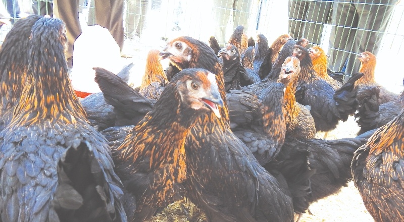 60 bin canlı tavuk dağıtıldı