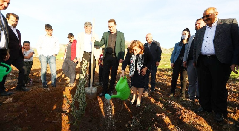 75 bin adet Gemlik ve Nizip yağlık zeytin fidanının 30 bini Nurdağı’nda dağıtıldı
