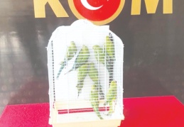 8 Pakistan papağanı korumaya alındı