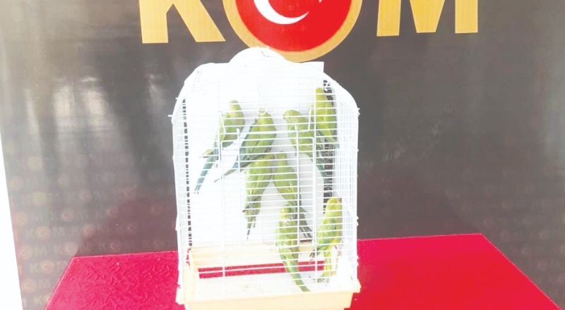 8 Pakistan papağanı korumaya alındı