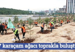 887 karaçam ağacı toprakla buluştu