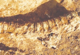 890 milyon yıl öncesine ait hayvan fosili bulundu
