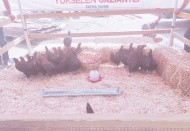 9 bin adet yumurtlama oranı yüksek tavuk dağıtıldı