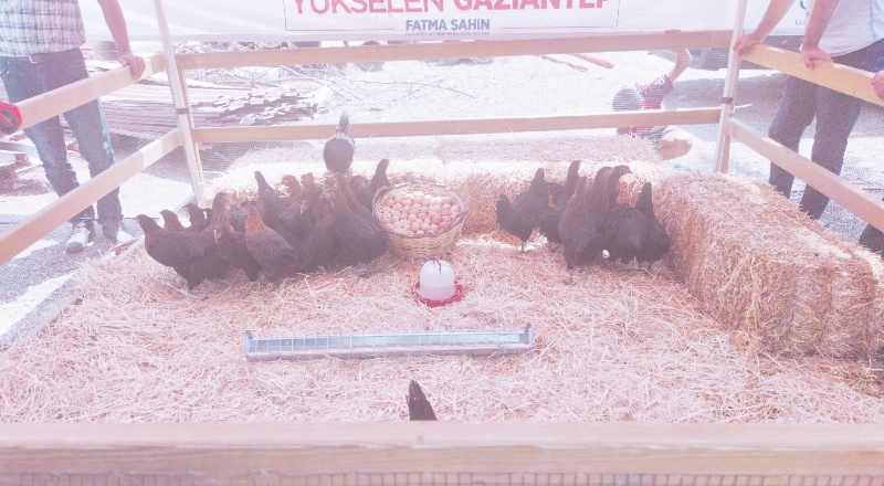 9 bin adet yumurtlama oranı yüksek tavuk dağıtıldı