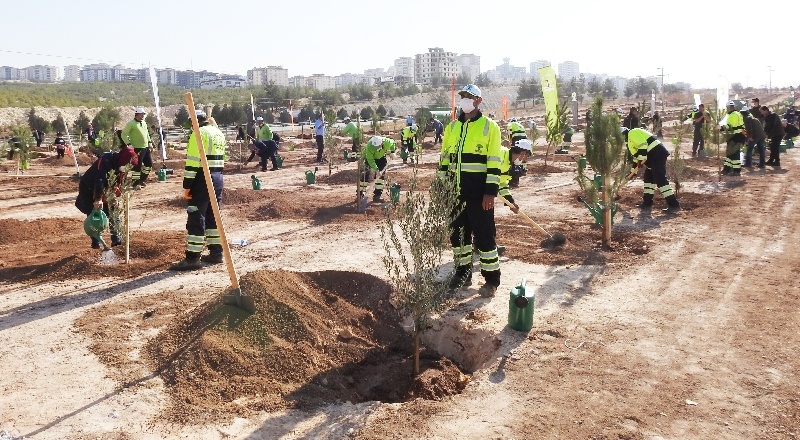 94 bin metrekareye 5 bin 922 fidan dikildi