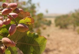 ABD ile İran arasında fıstık savaşı yaşanıyor