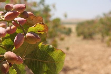 ABD ile İran arasında fıstık savaşı yaşanıyor