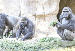 ABD'de gorillere koronavirüs bulaştı