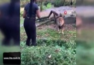 ABD'li kadının aslanla tehlikeli dansı