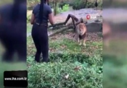 ABD'li kadının aslanla tehlikeli dansı