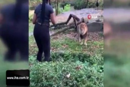 ABD&#039;li kadının aslanla tehlikeli dansı