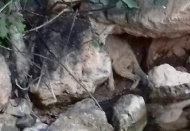 Aç kalan bir tilki yavrusu ilçedeki bir doktorun bahçesine girdi