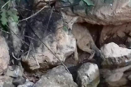 Aç kalan bir tilki yavrusu ilçedeki bir doktorun bahçesine girdi