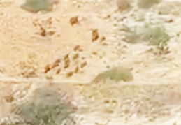 Aç kalan domuz sürüleri Antep fıstığı bahçelerine dadandı