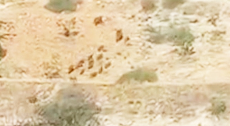 Aç kalan domuz sürüleri Antep fıstığı bahçelerine dadandı