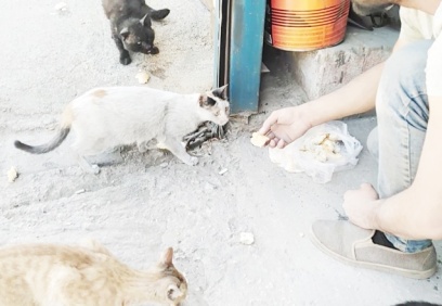 Aç kalan kedileri vatandaşlar besledi