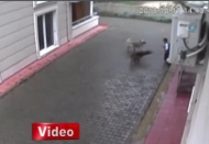 Aç kalan köpekler ilkokul öğrencisine böyle saldırdı