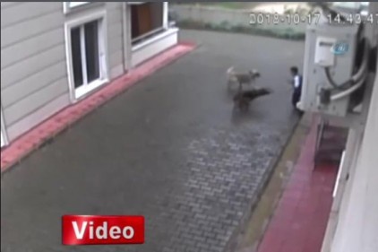 Aç kalan köpekler ilkokul öğrencisine böyle saldırdı