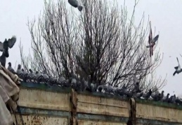 Aç kalınca buğday kamyonlarına sığındılar