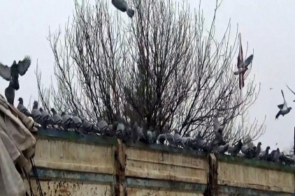 Aç kalınca buğday kamyonlarına sığındılar