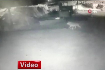 Aç kurtlar köye indi, köpekleri parçaladı