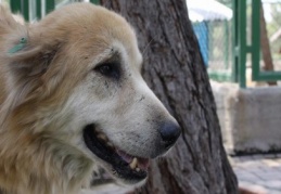 Aç ve susuz köpekler için yardım seferberliği 