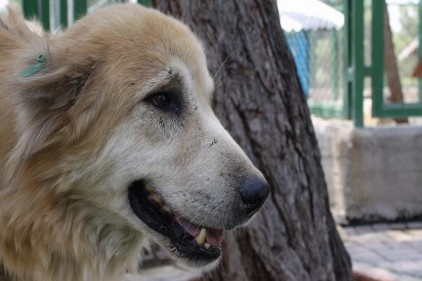 Aç ve susuz köpekler için yardım seferberliği 