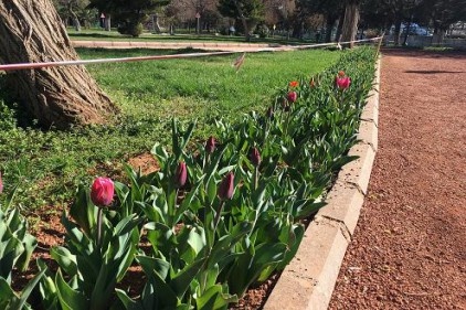Aceleci laleler açtı