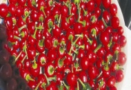 Acı bibereki apsaicin, metabolizmayı hızlandırıyor